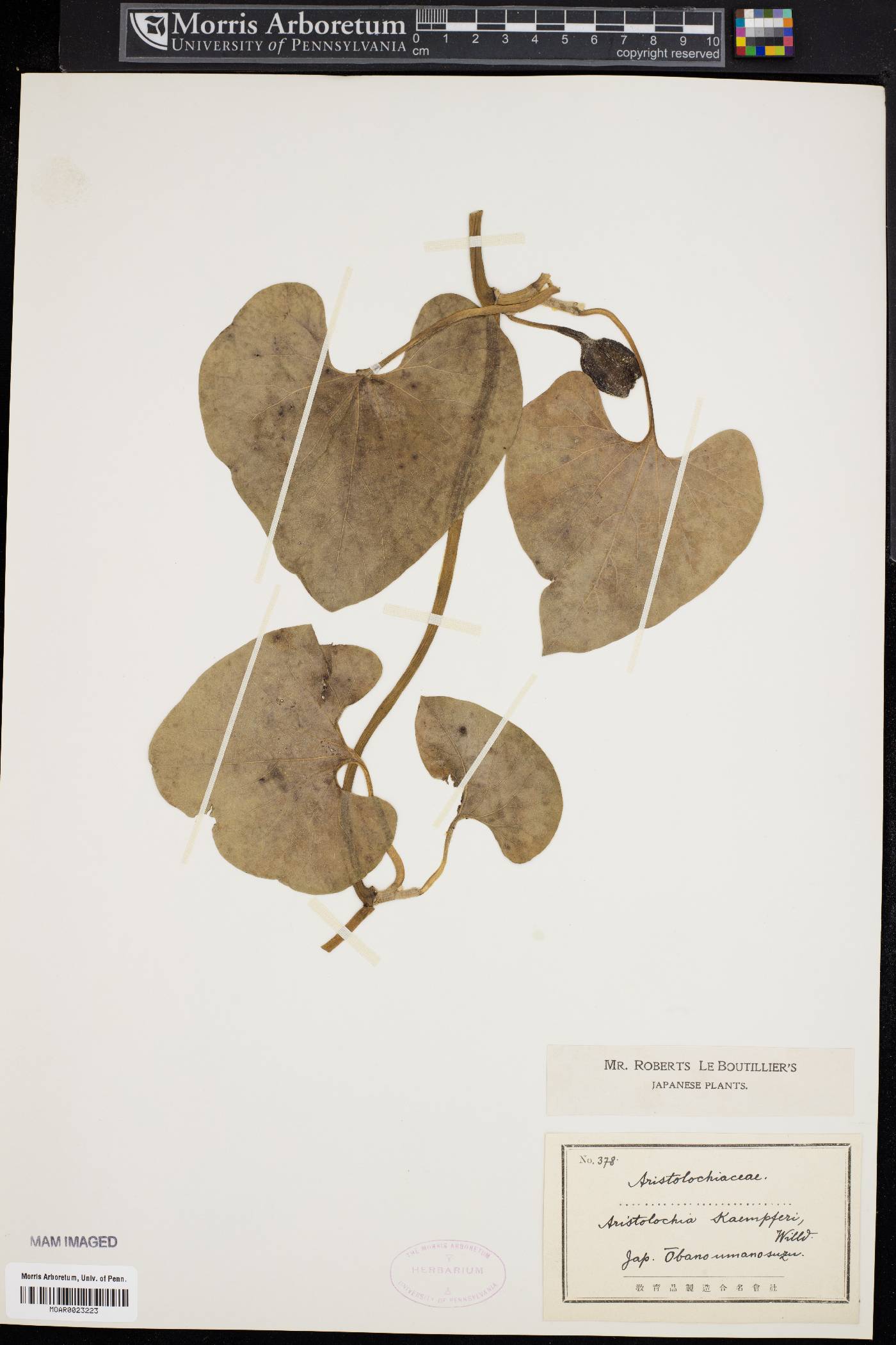 Aristolochia kaempferi image