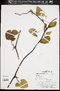 Aristolochia manshuriensis image