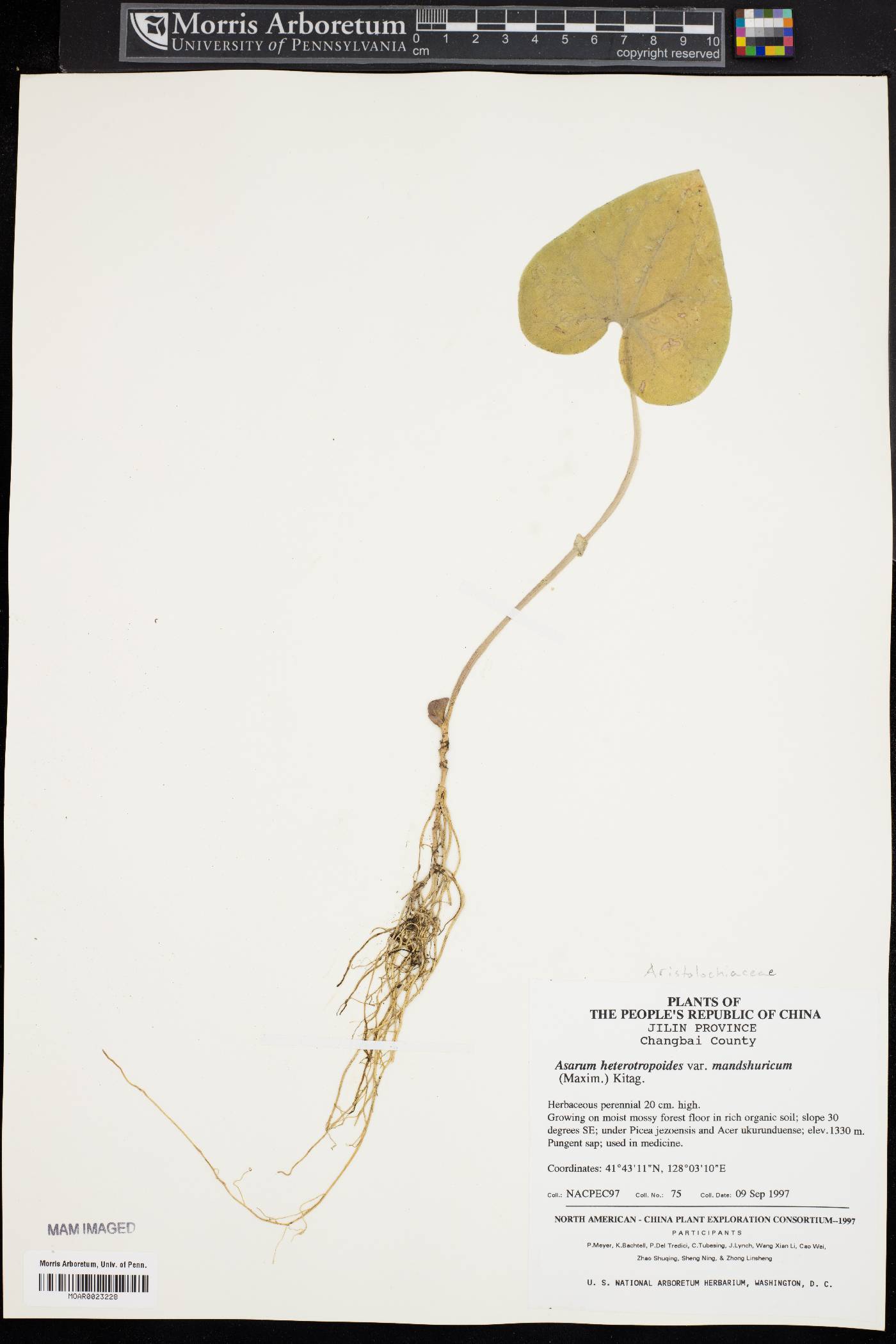 Asarum heterotropoides image