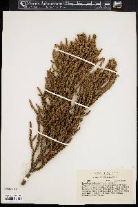 Dacrydium balansae image