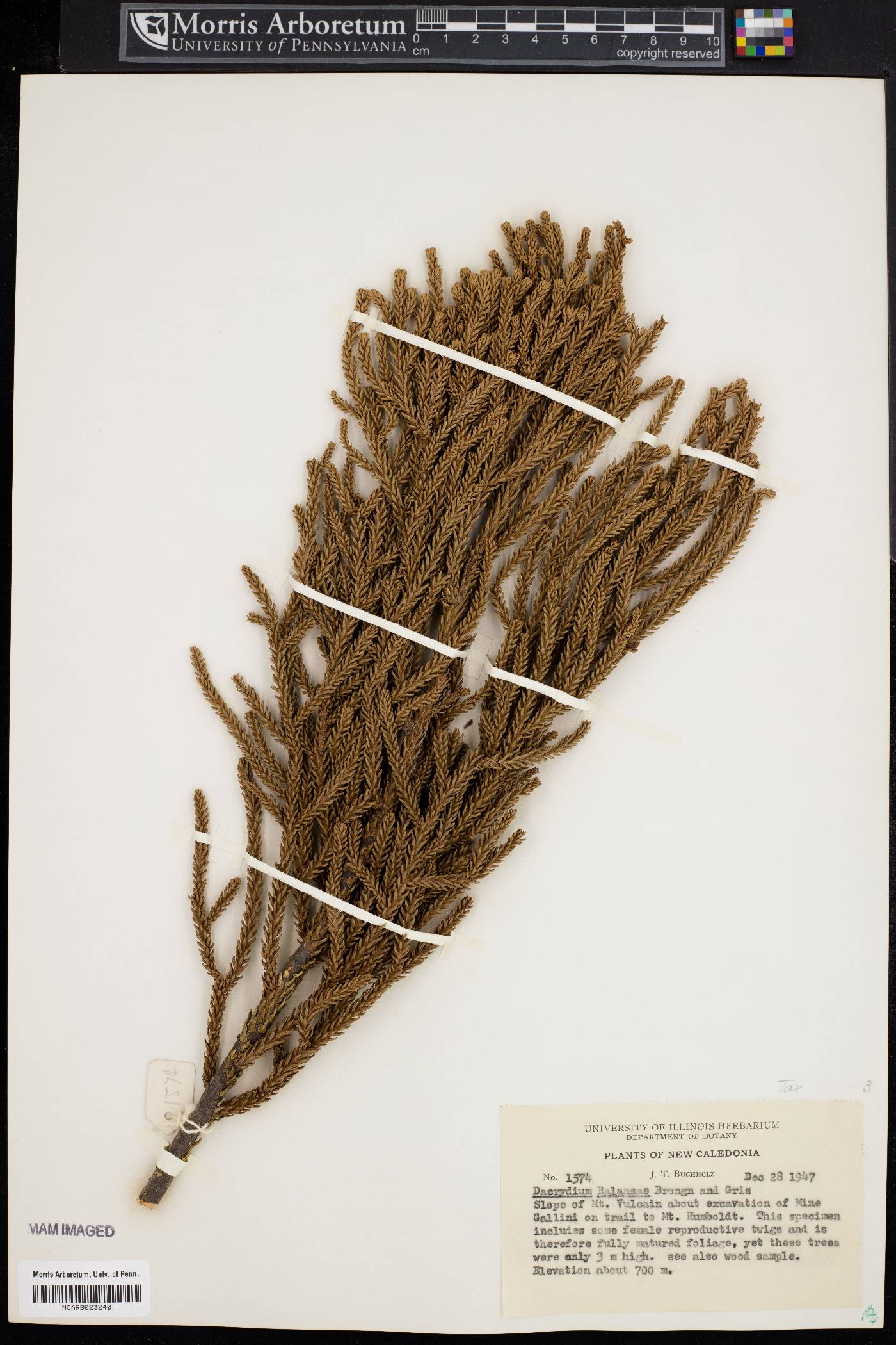Dacrydium balansae image