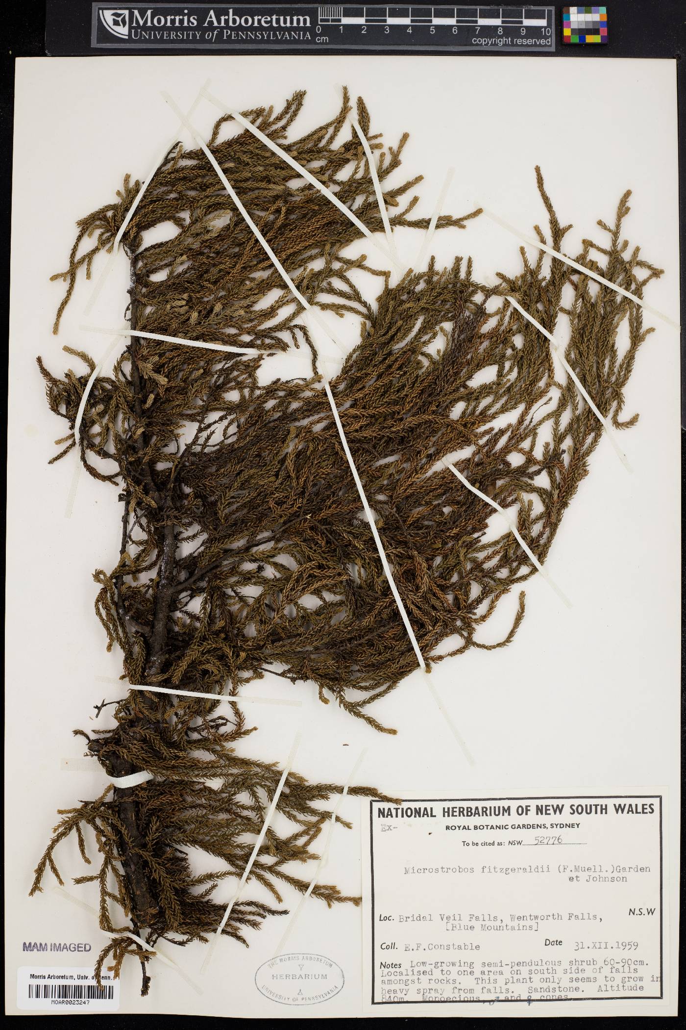 Microstrobos fitzgeraldii image