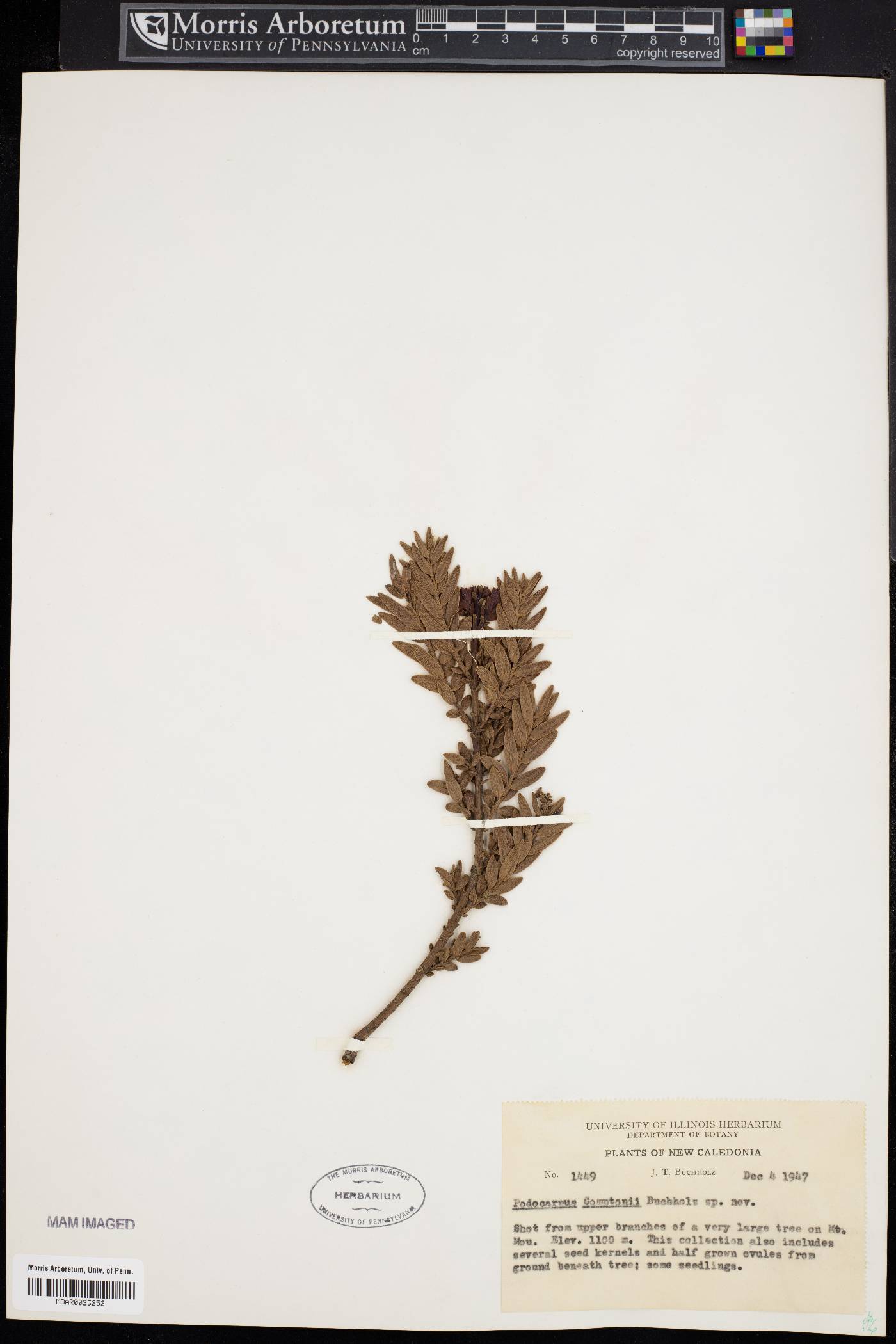 Podocarpus comptonii image