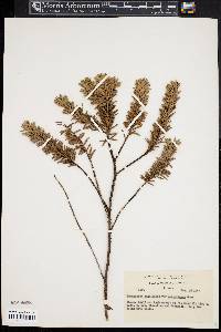 Podocarpus gnidioides image