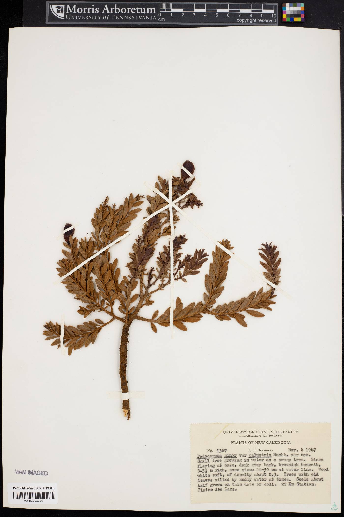 Podocarpus minor image
