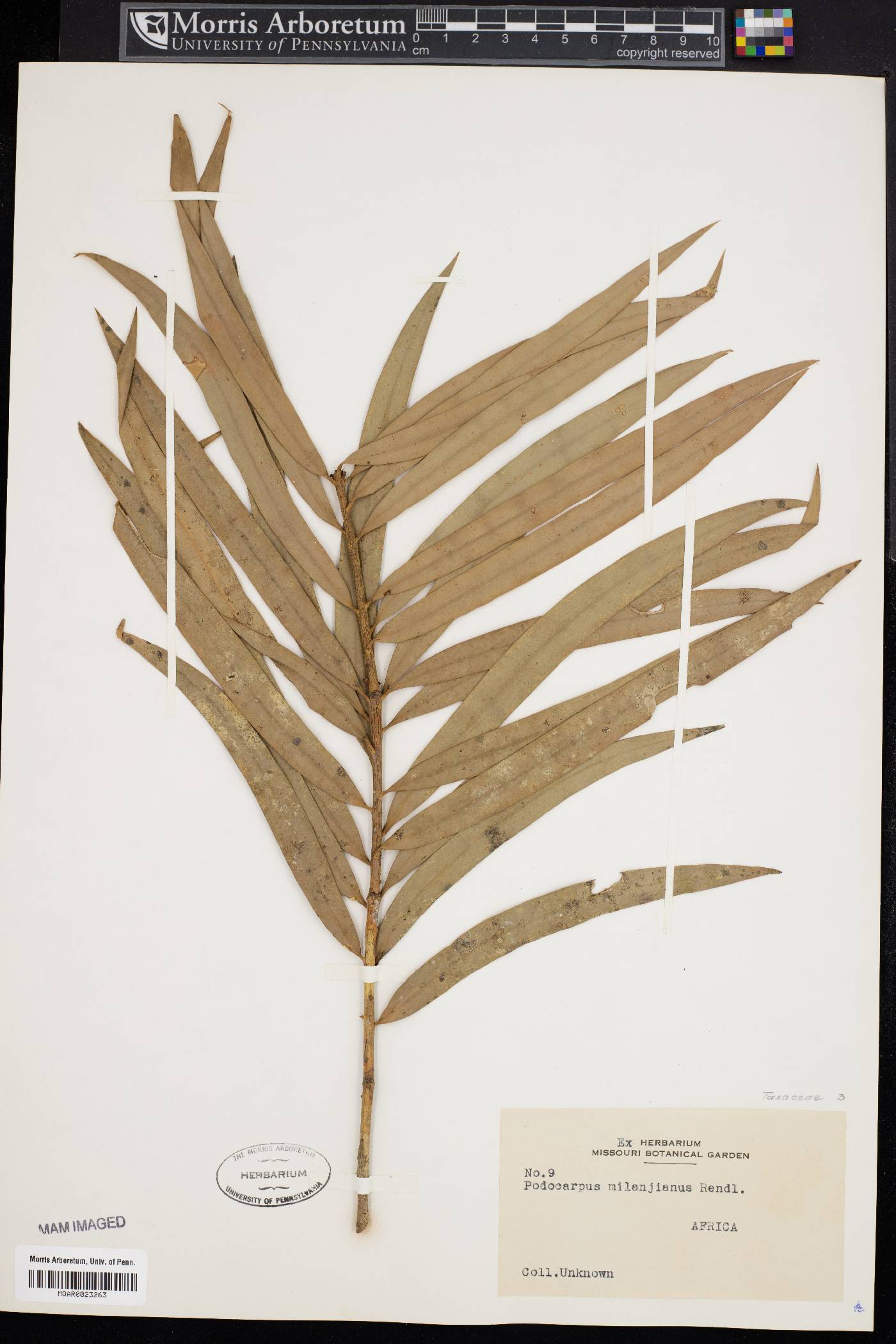 Podocarpus milanjiana image
