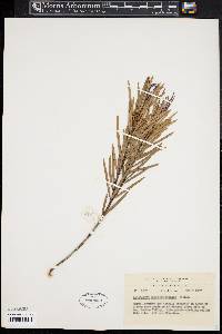 Podocarpus novae-caledoniae image