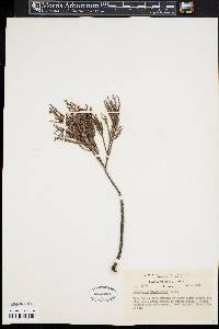 Podocarpus vieillardii image