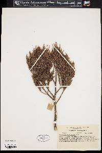 Podocarpus vieillardii image