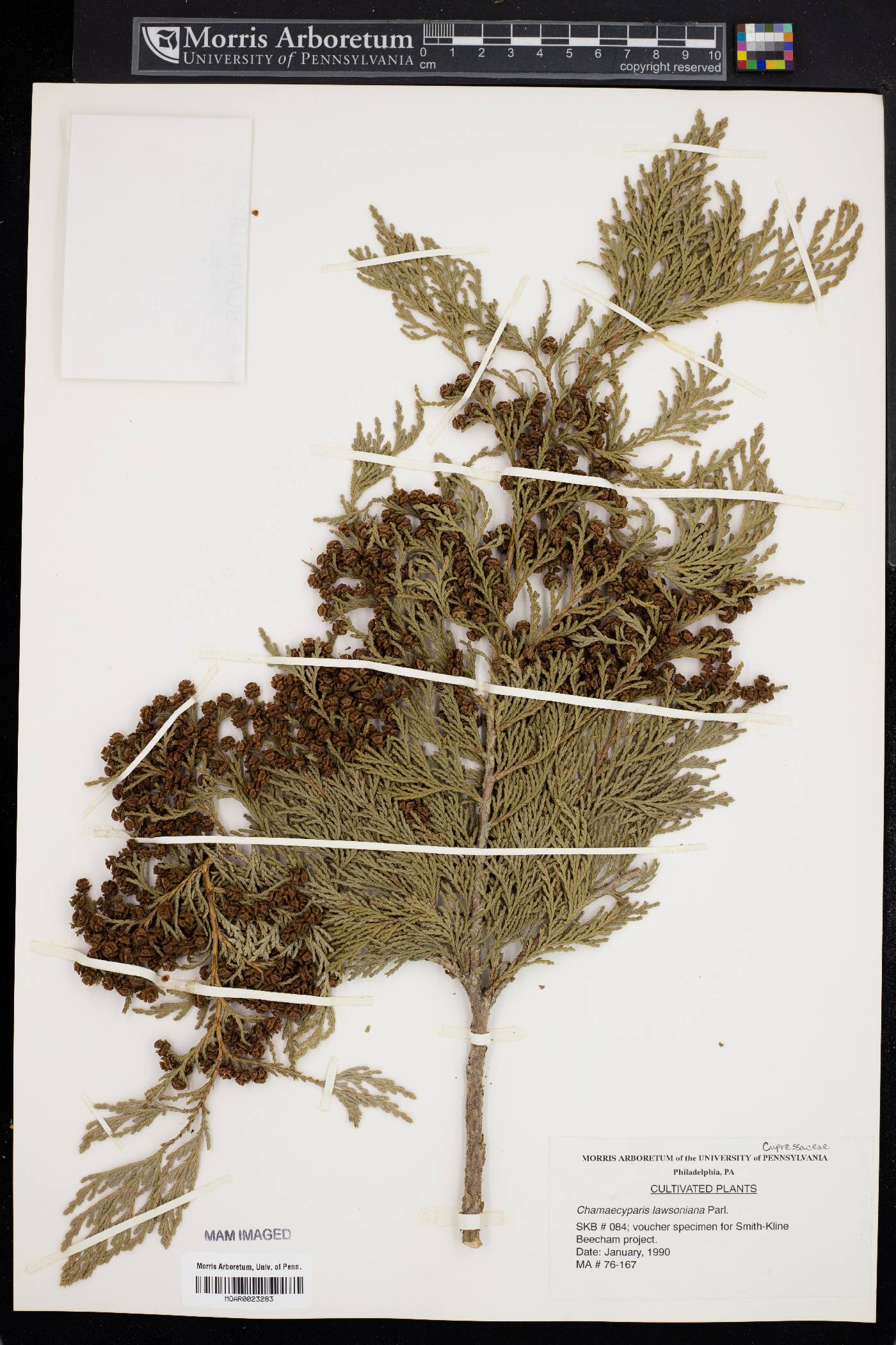 Chamaecyparis lawsoniana image