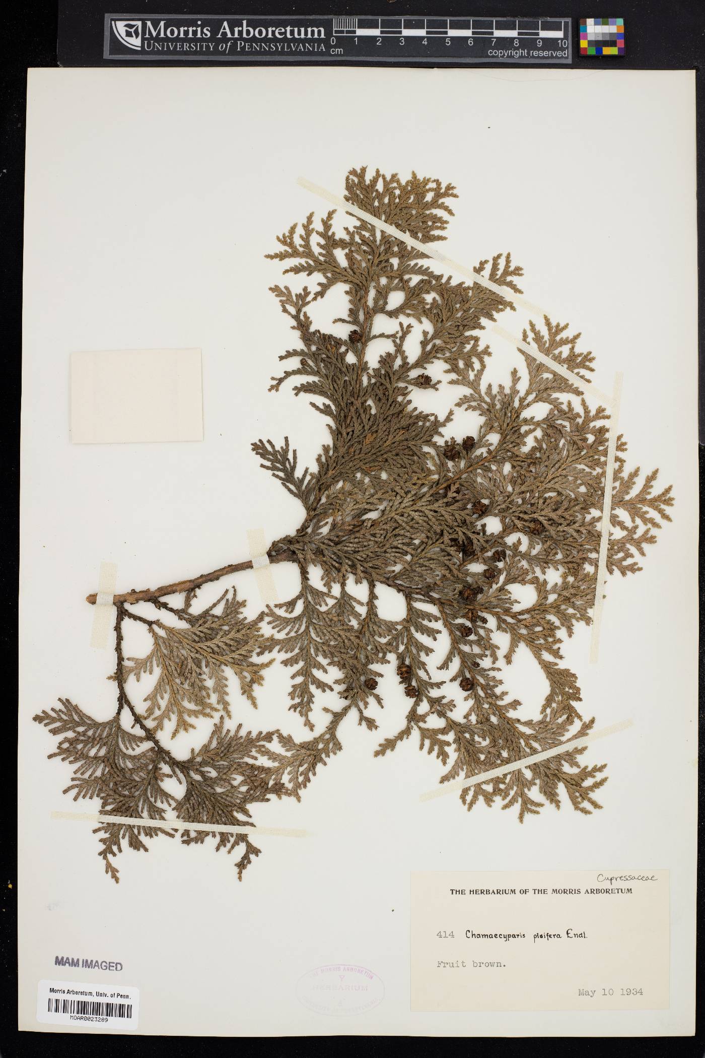 Chamaecyparis pisifera image