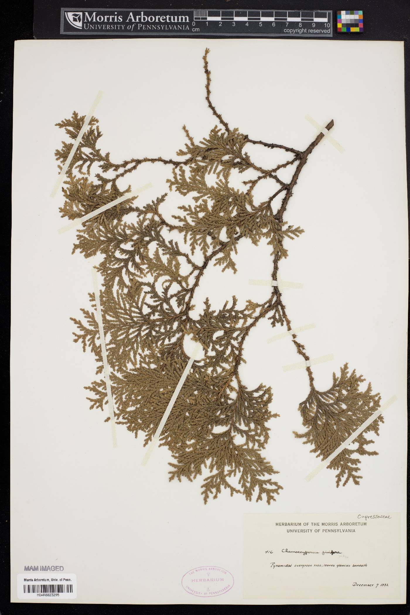 Chamaecyparis pisifera image