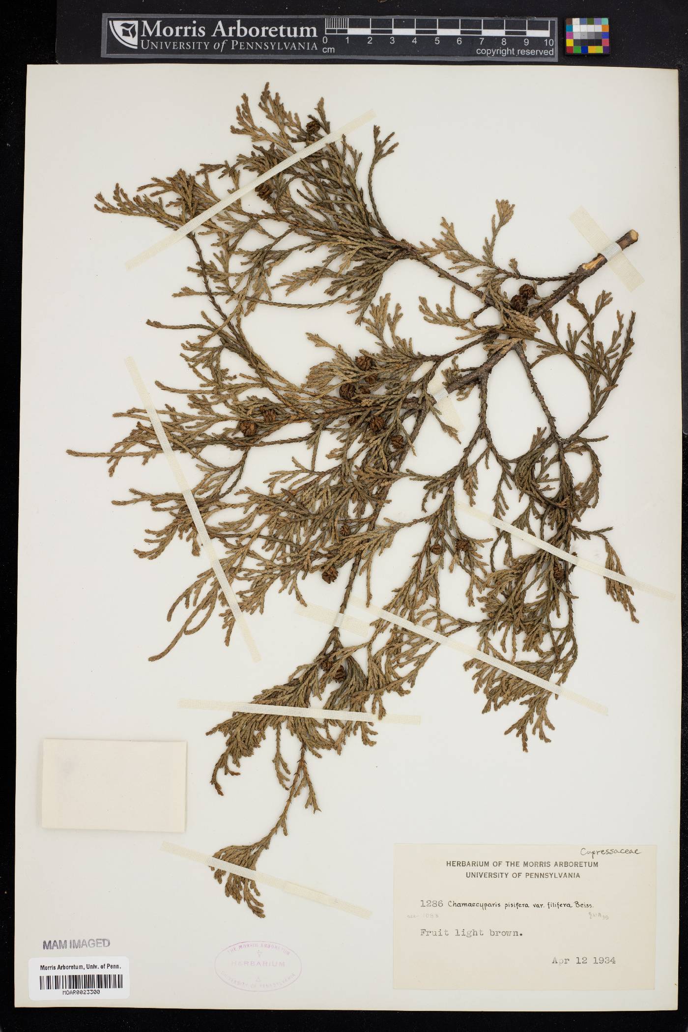 Chamaecyparis pisifera image