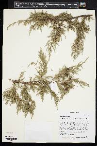 Juniperus tibetica image