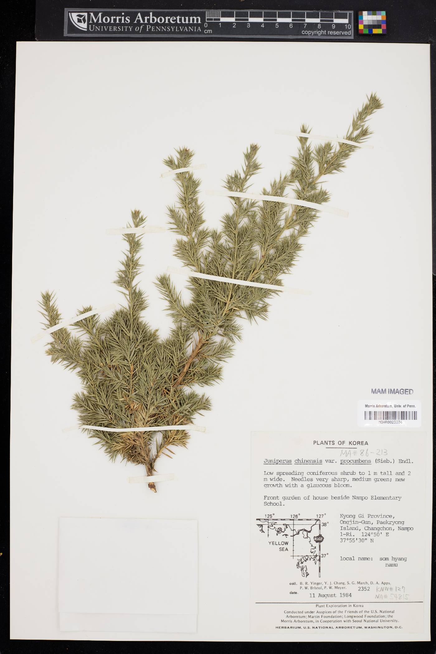 Juniperus procumbens image