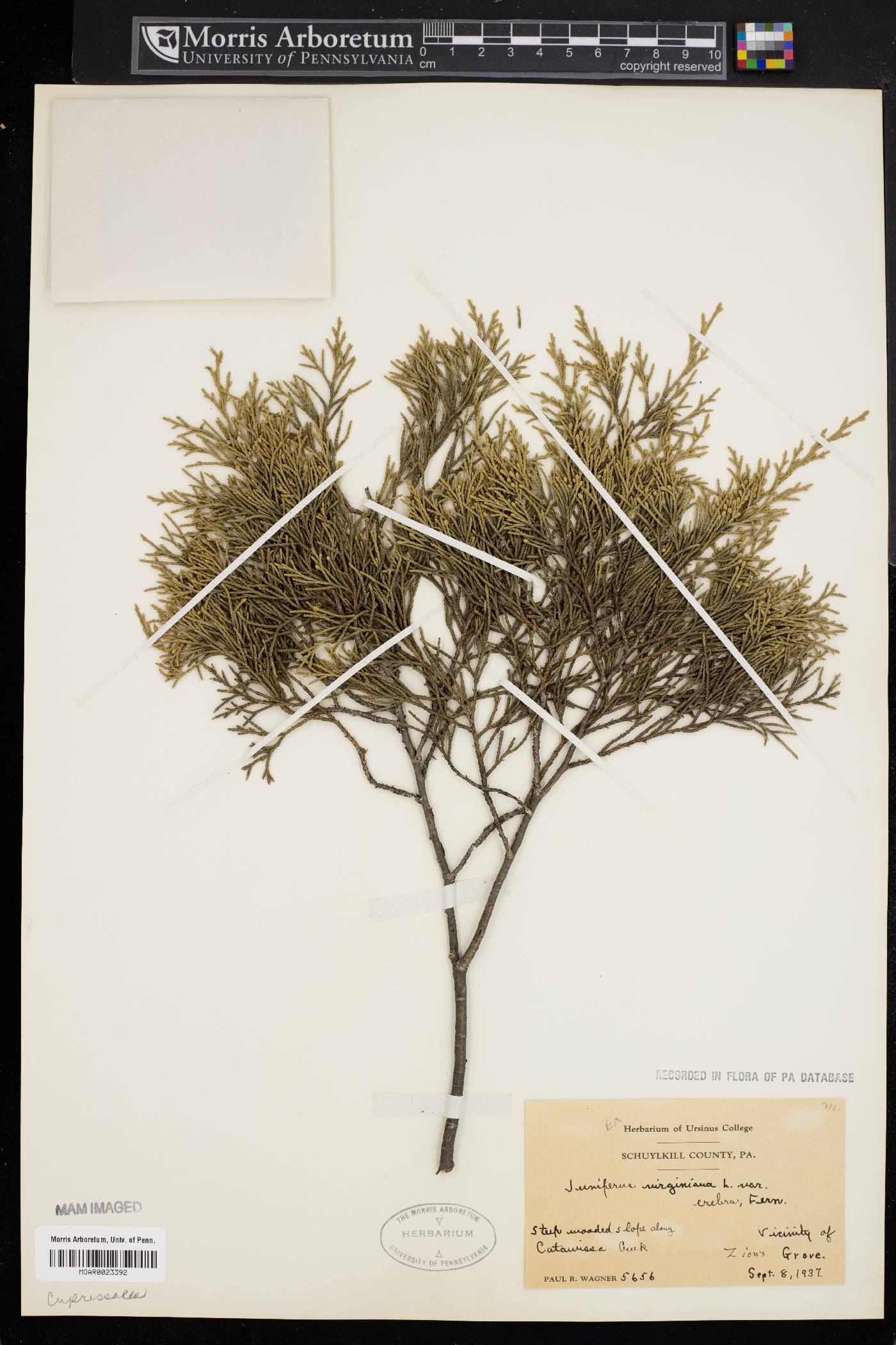 Juniperus virginiana var. crebra image
