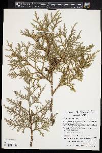 Thuja koraiensis image