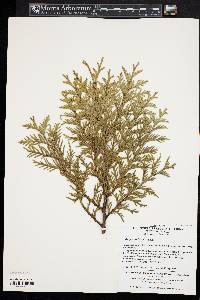 Thuja koraiensis image