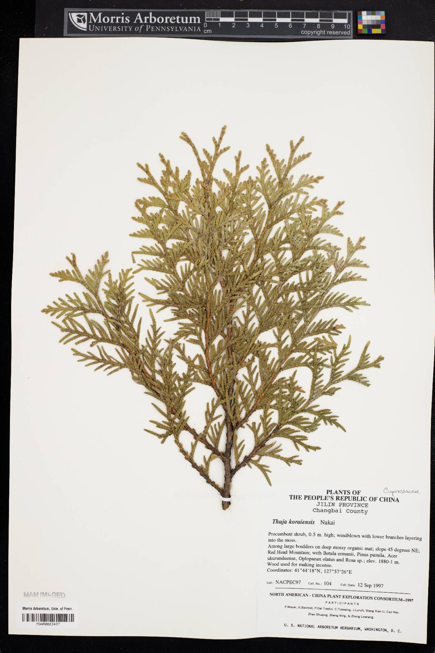 Thuja koraiensis image