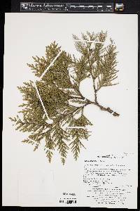 Thuja koraiensis image