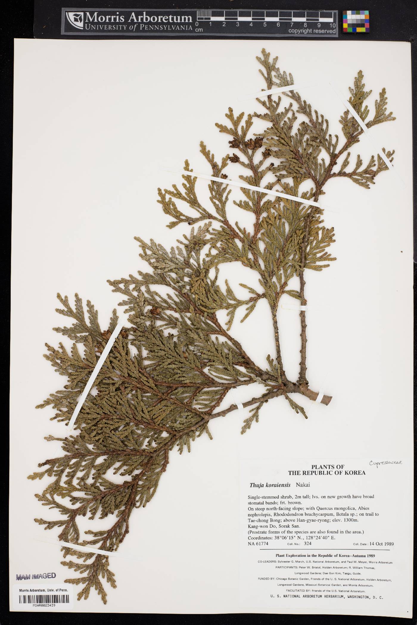 Thuja koraiensis image