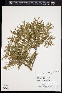 Thuja koraiensis image