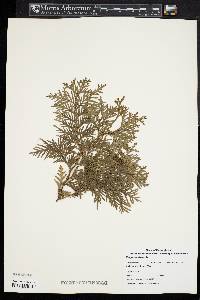 Thuja occidentalis image