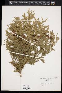 Thuja plicata image