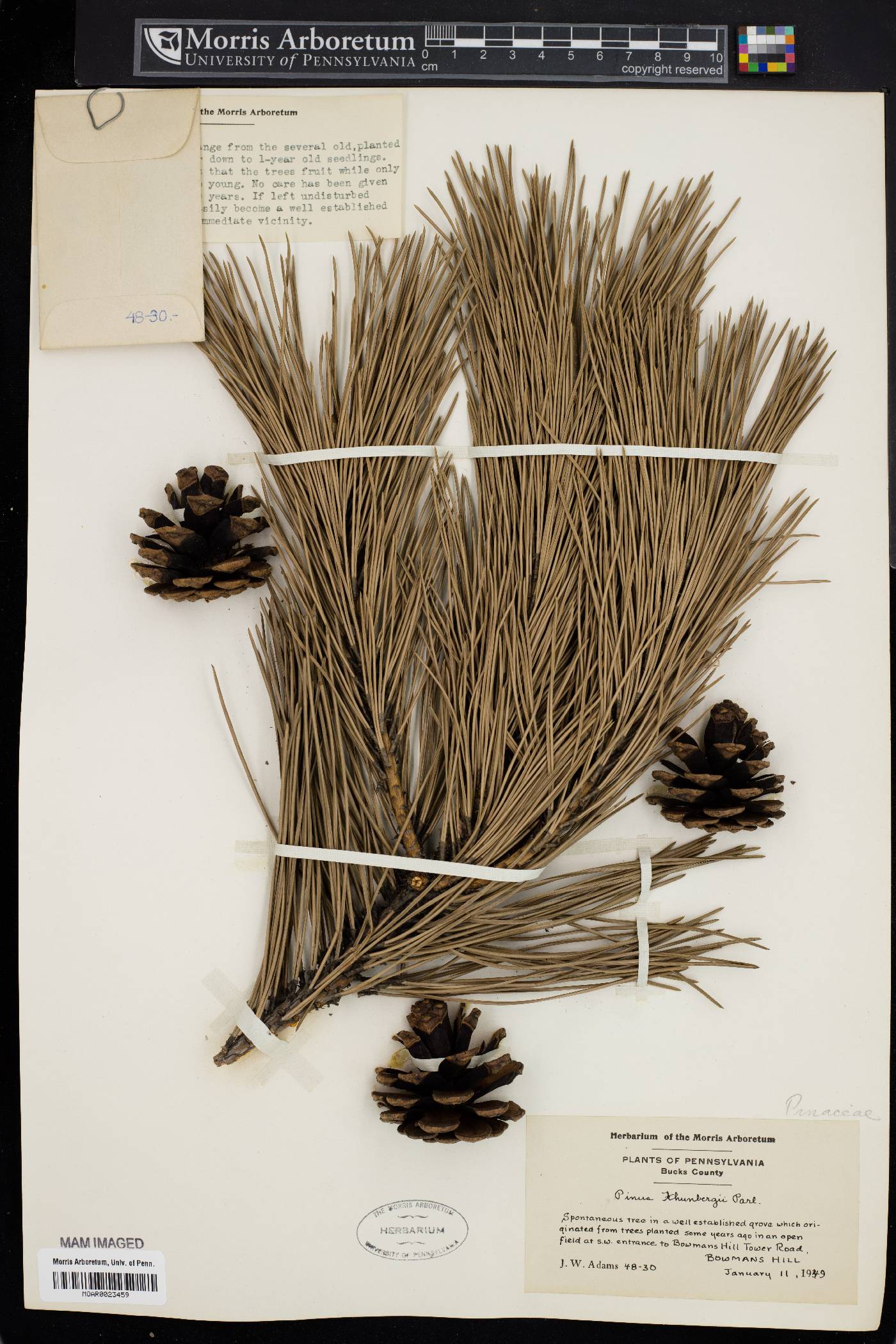 Pinus thunbergii image