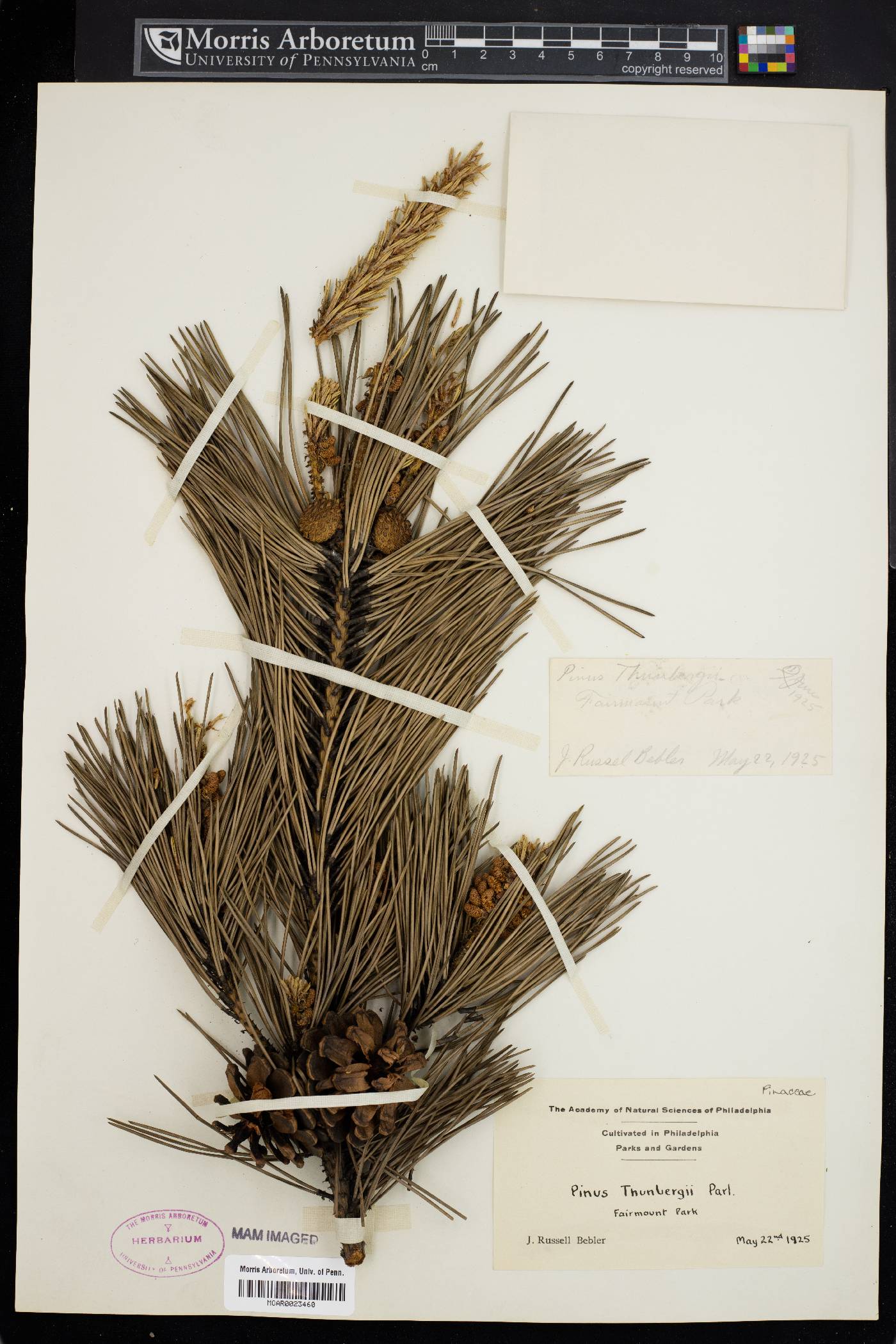 Pinus thunbergii image