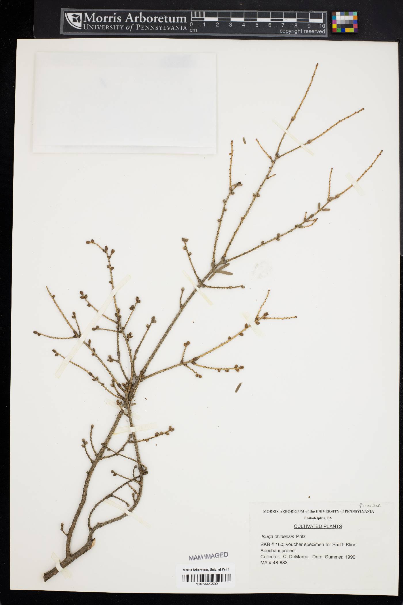 Tsuga chinensis image