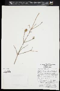 Tsuga chinensis image