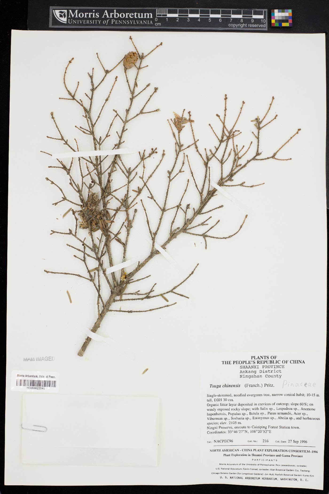 Tsuga chinensis image