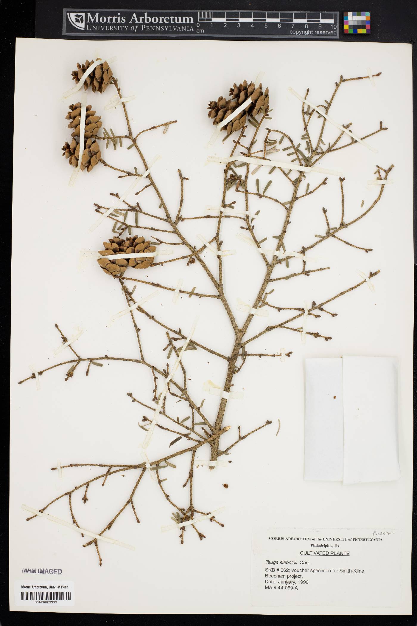 Tsuga sieboldii image