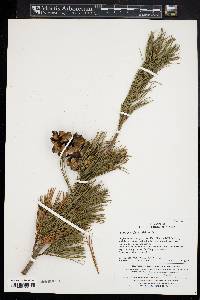 Pinus parviflora image