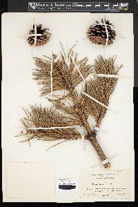 Pinus pungens image