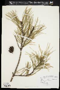 Pinus sylvestris image