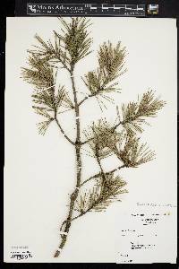 Pinus sylvestris image