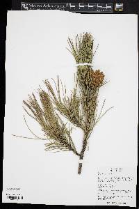 Pinus tabulaeformis image
