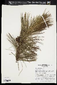 Pinus tabulaeformis image