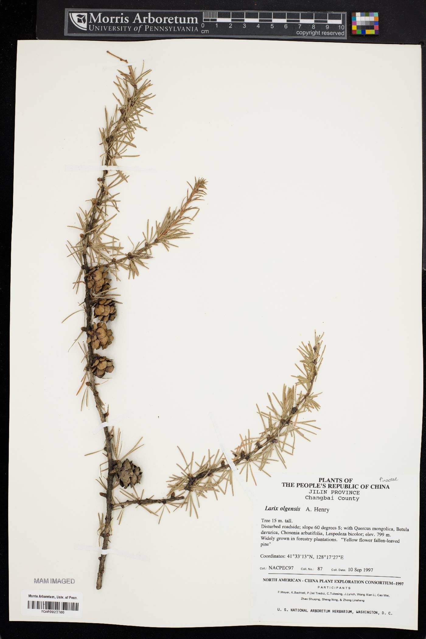 Larix gmelinii var. olgensis image