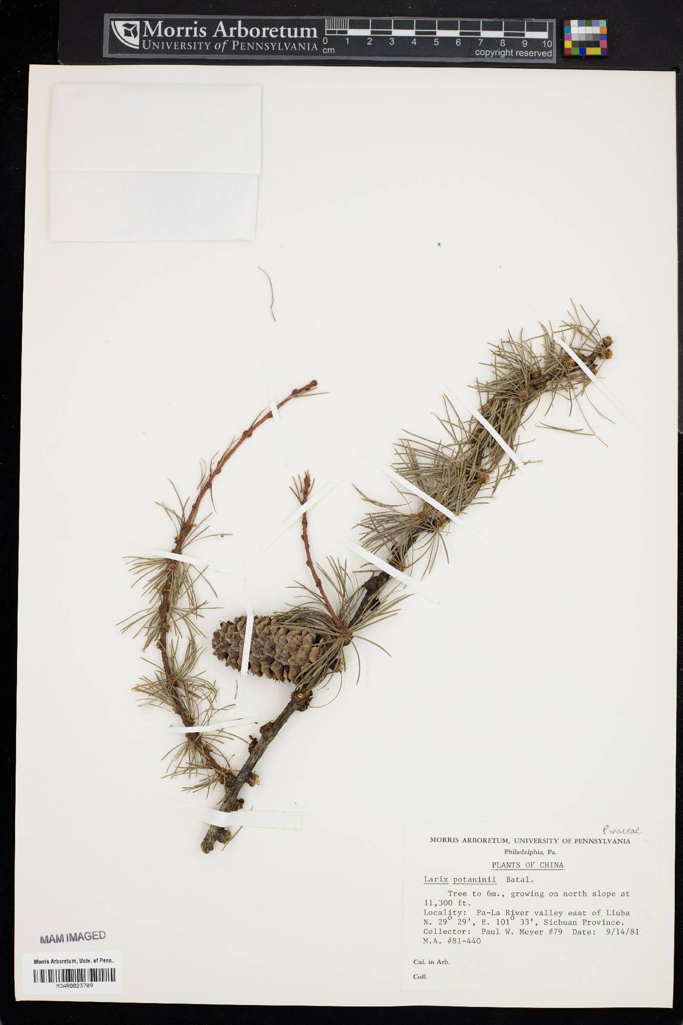 Larix potaninii image