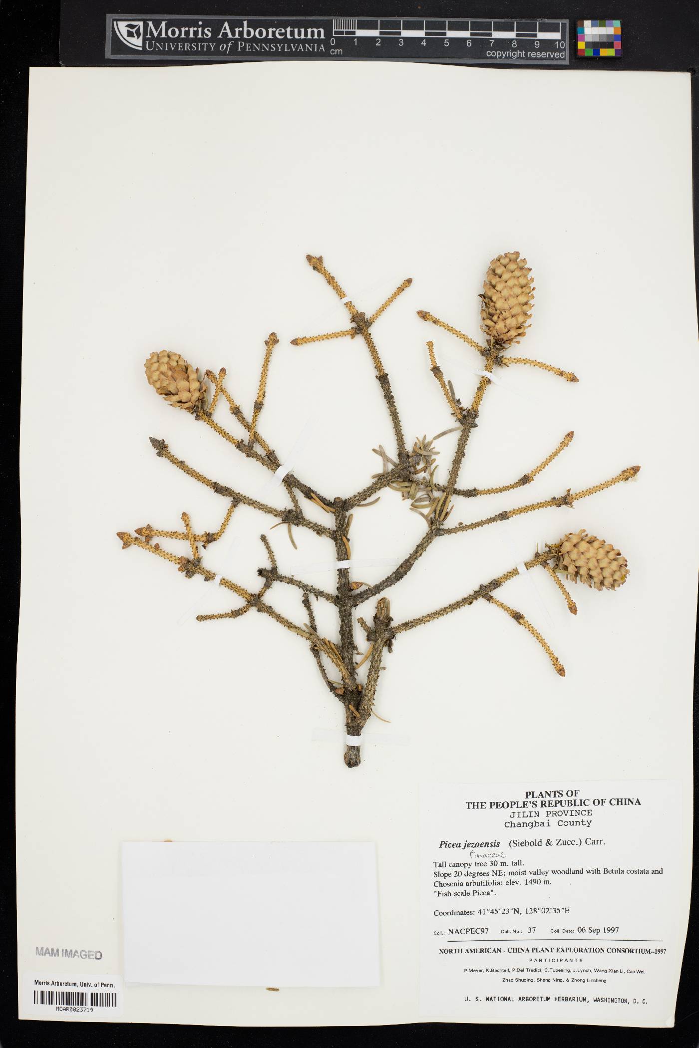 Picea jezoensis image