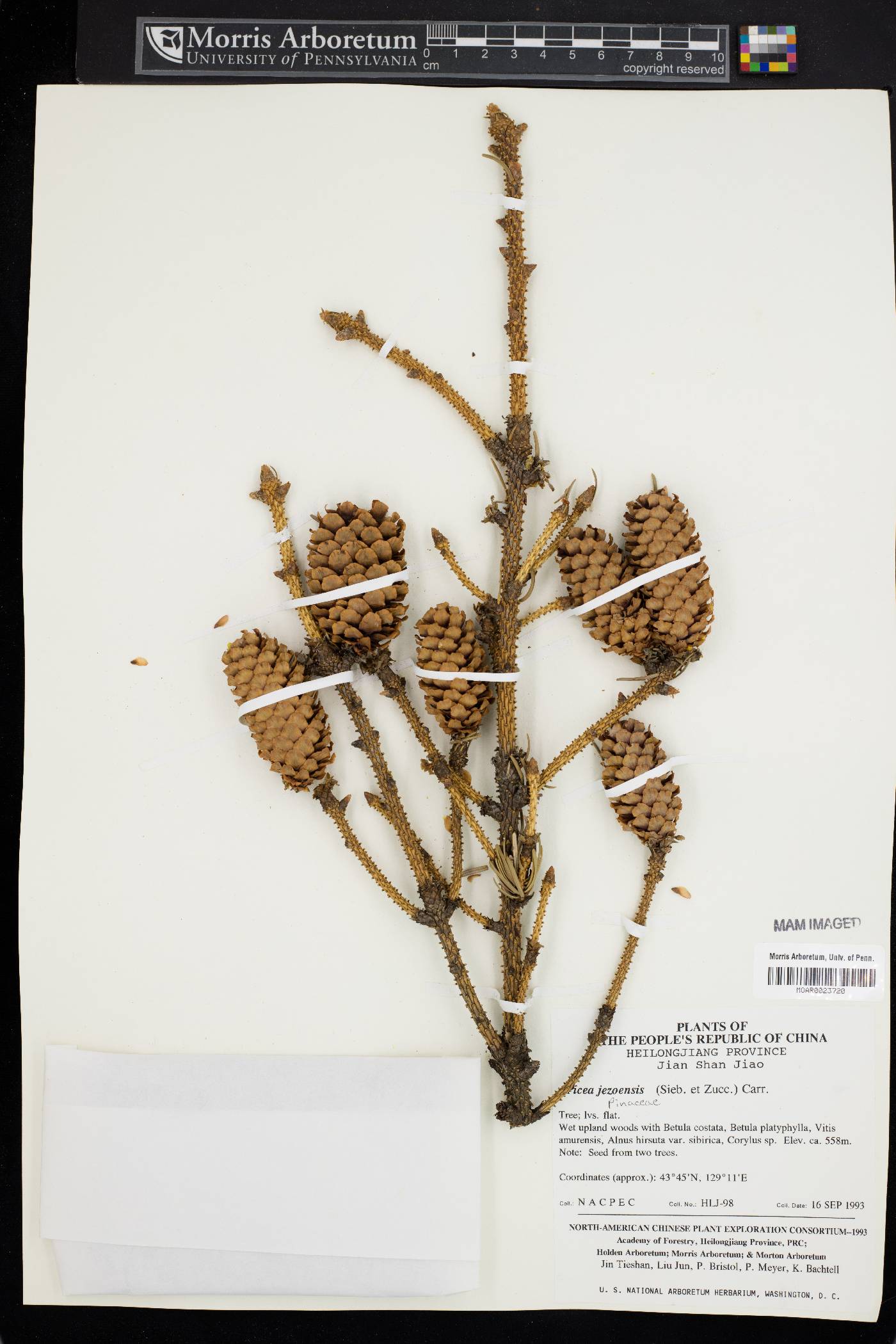 Picea jezoensis image