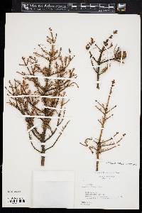 Picea mariana image