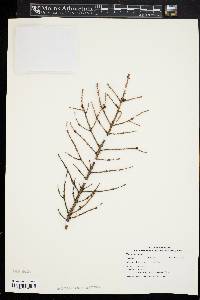 Picea mariana image