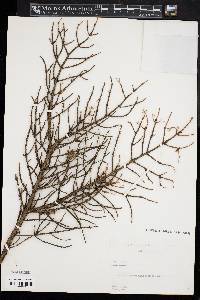 Picea mariana image