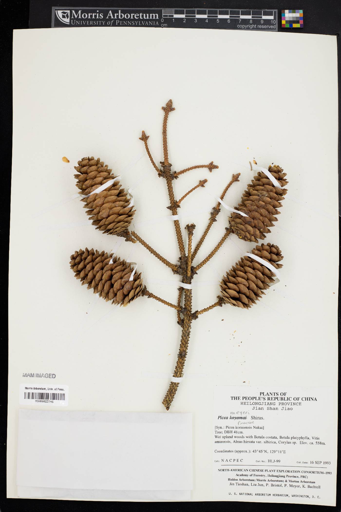 Picea meyeri image