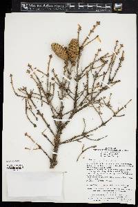 Picea meyeri image