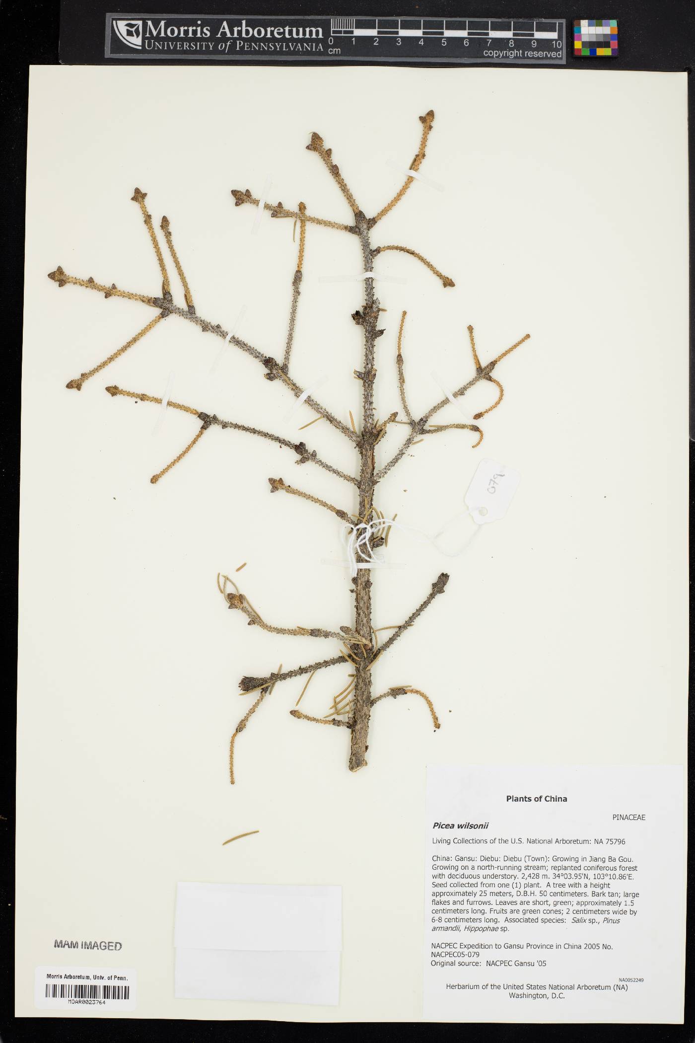 Picea wilsonii image